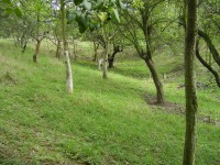 /album/roztoky-pozemek/p1010026-jpg/