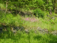 /album/roztoky-pozemek/p5200284-jpg/